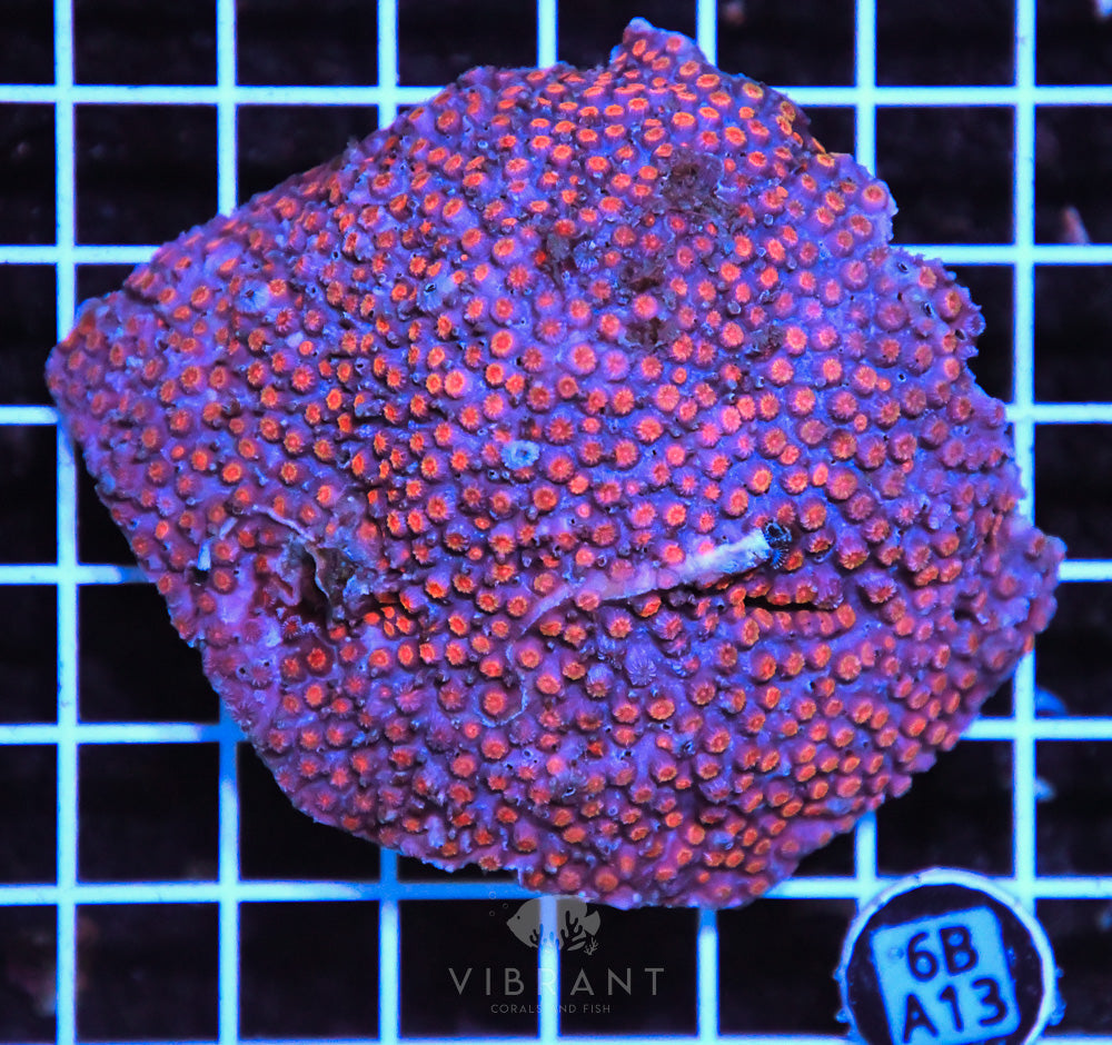 Cyphastrea AUS