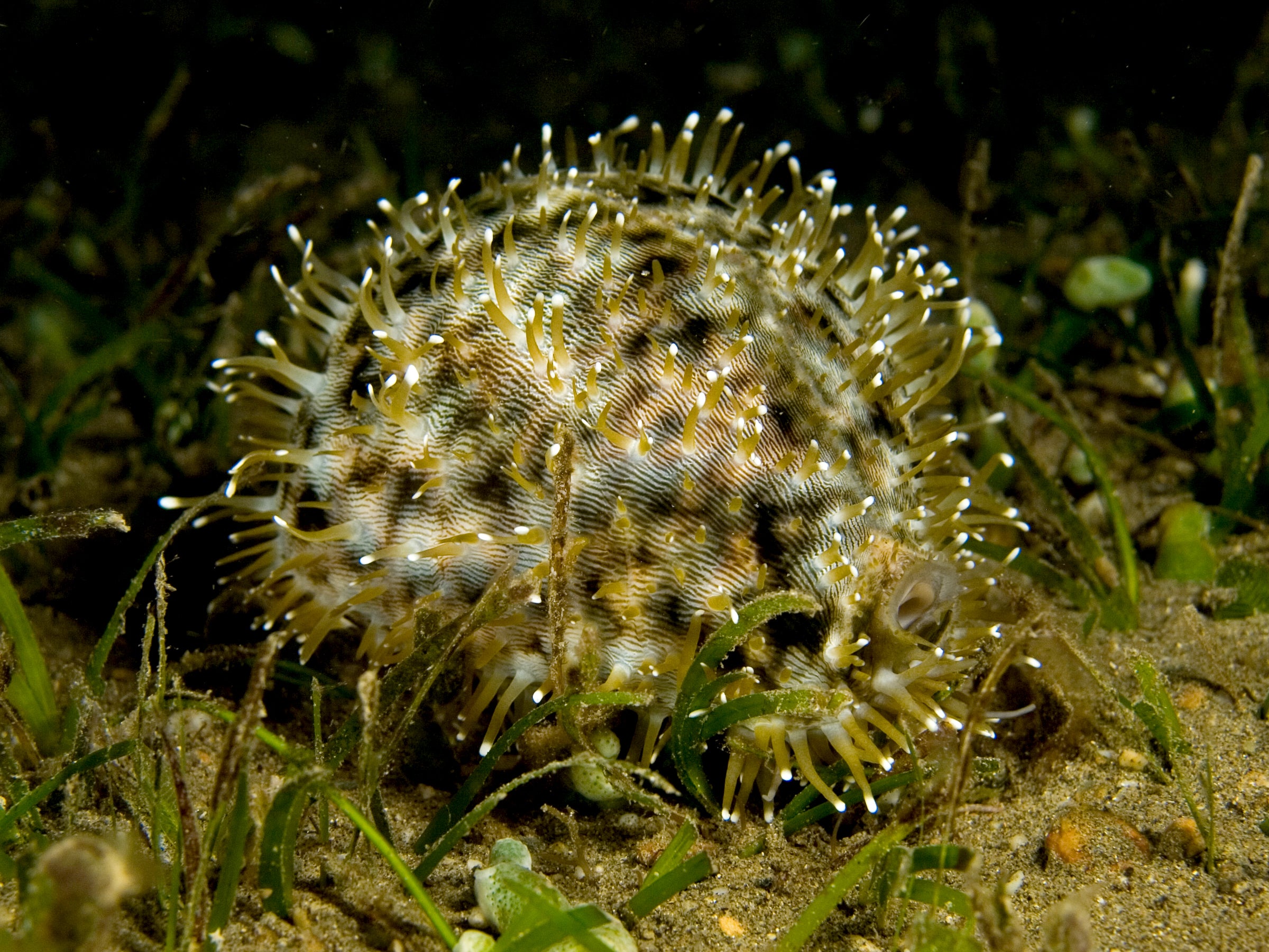 Tiger Cowrie (Cypraea tigris)