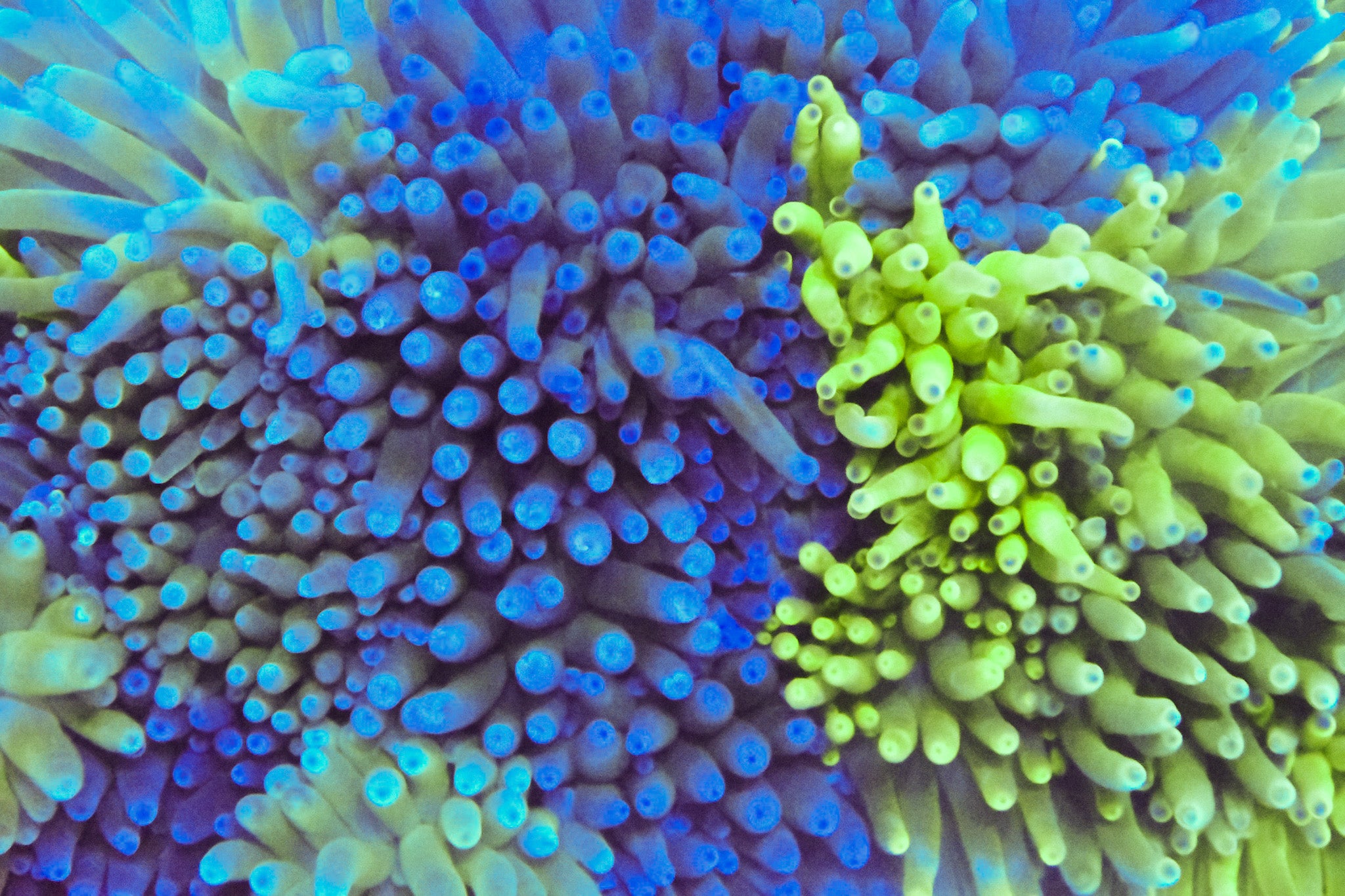 Anemone Condy - Mixed Color 10 Pack