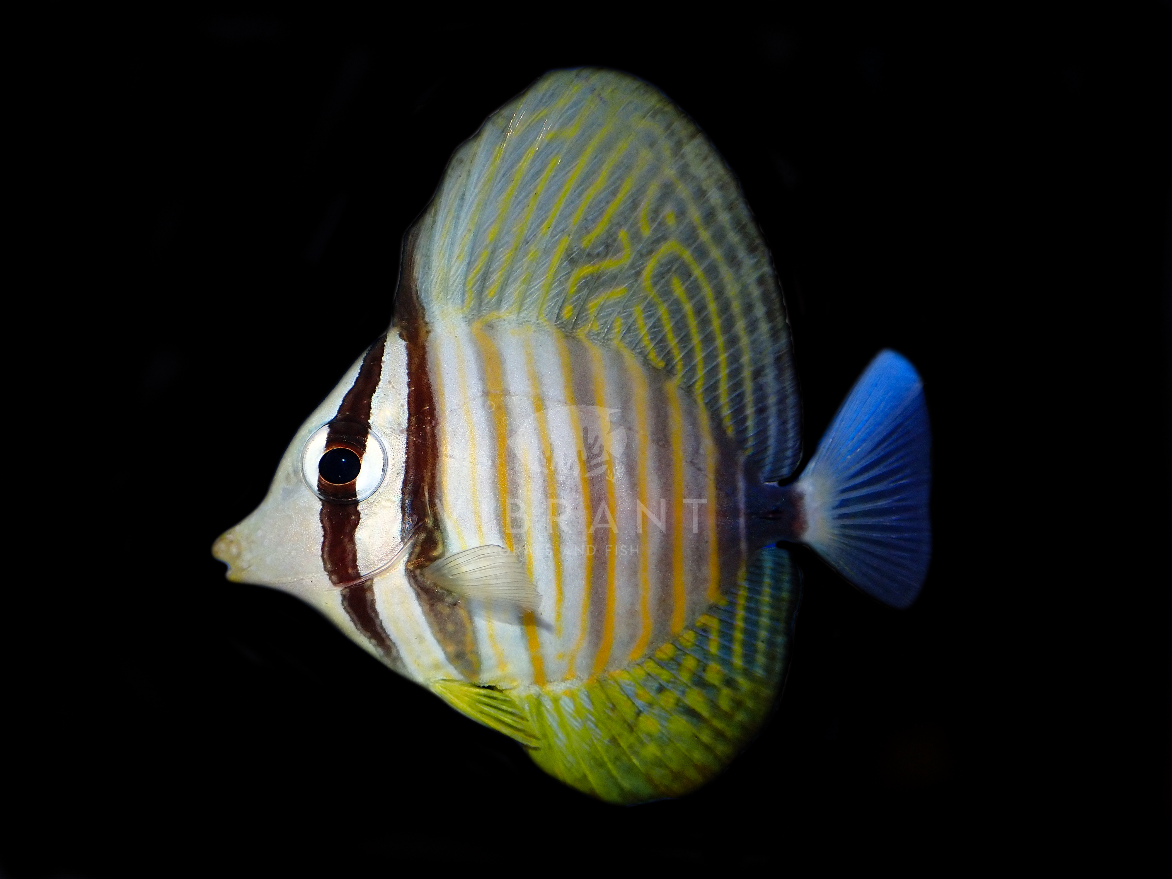 Desjardini Sailfin (Zebrasoma desjardinii)