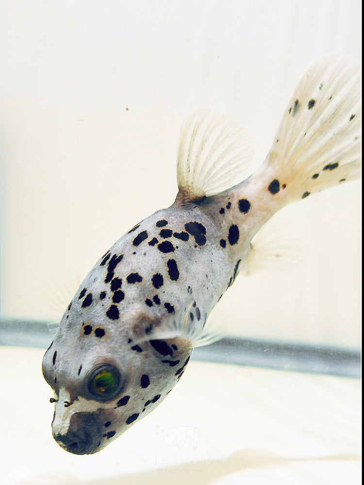 Leopard Dogface Pufferfish (Arothron nigropunctatus)