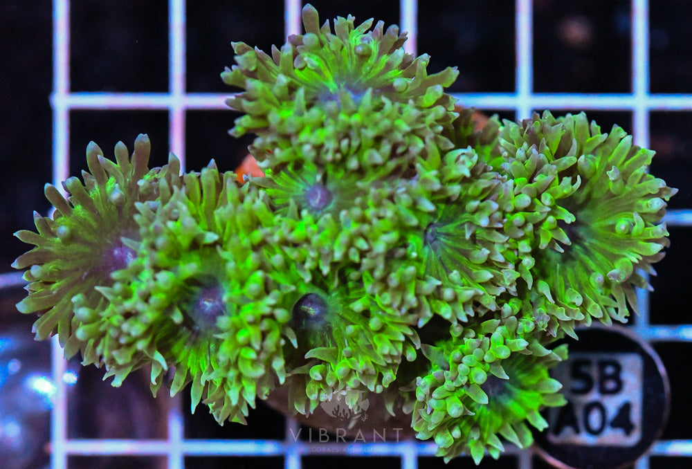 Duncan Polyp AUS