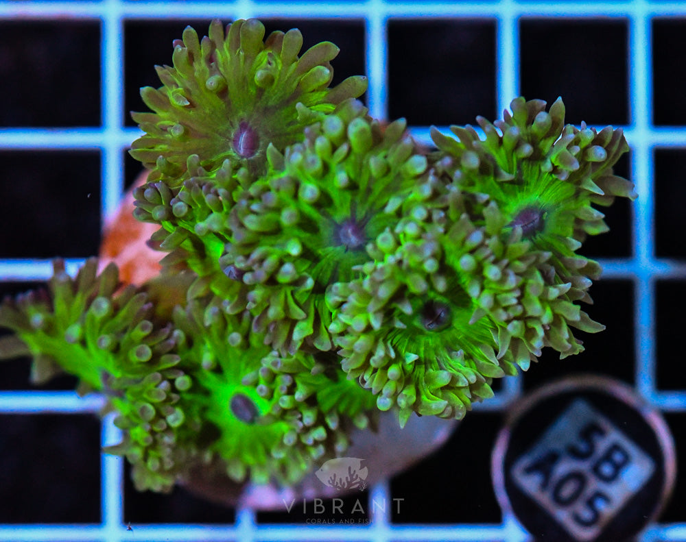 Duncan Polyp AUS