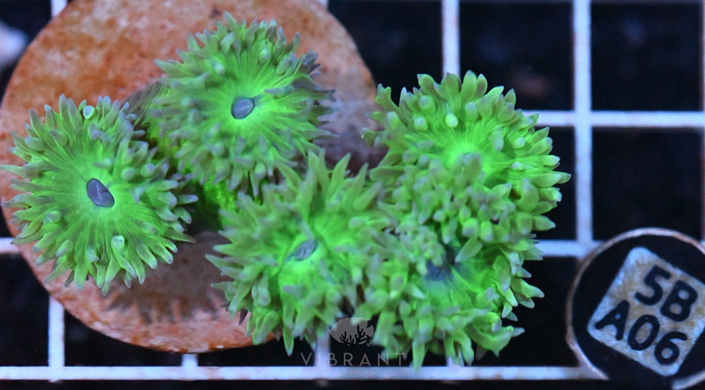 Duncan Polyp AUS
