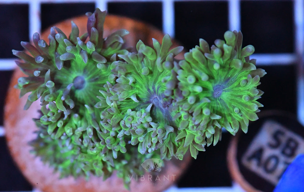 Duncan Polyp AUS