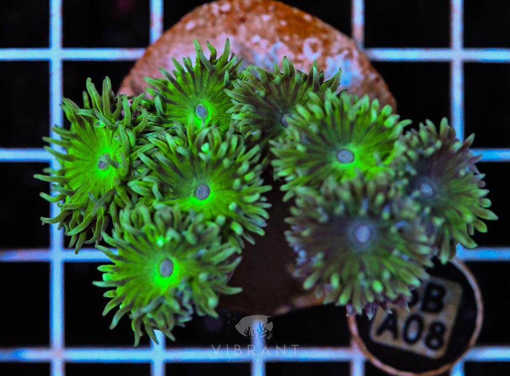 Duncan Polyp AUS
