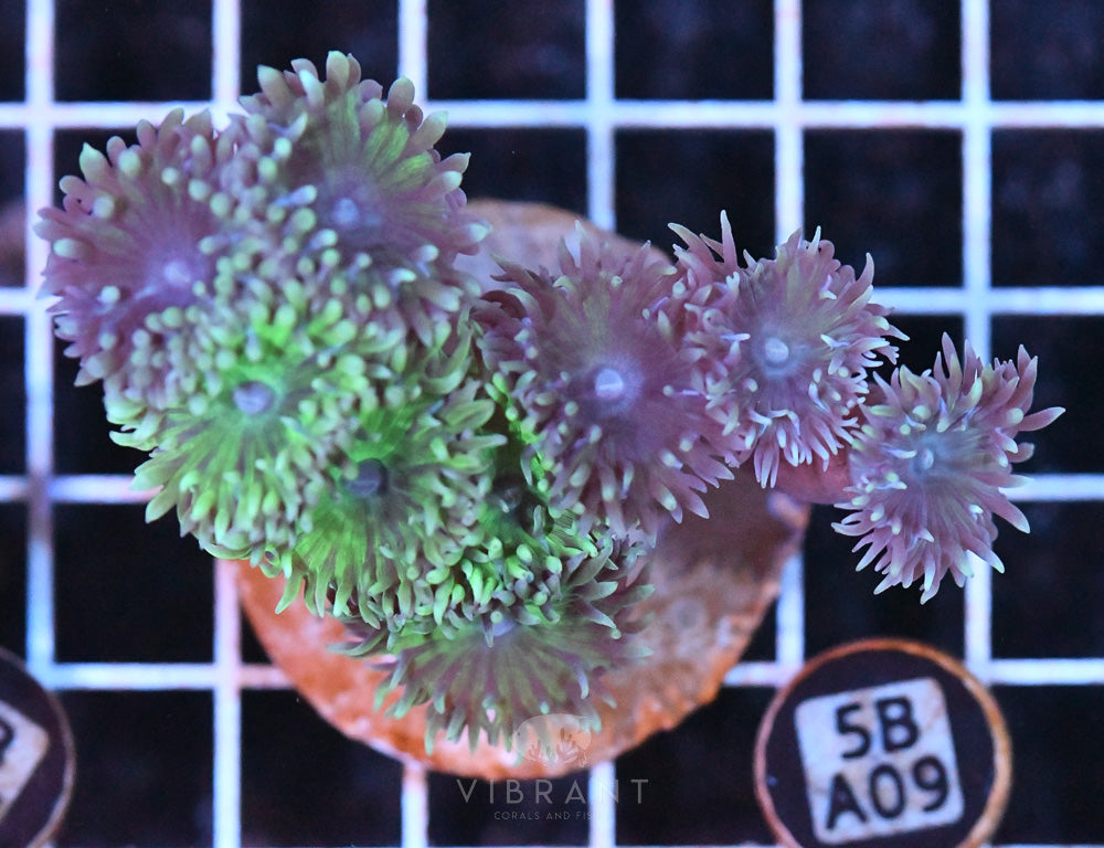 Duncan Polyp AUS