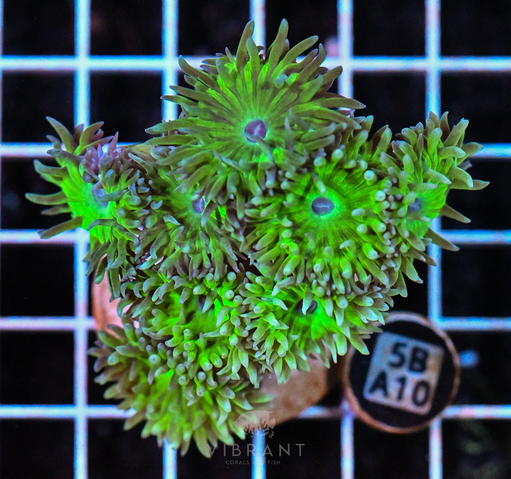 Duncan Polyp AUS