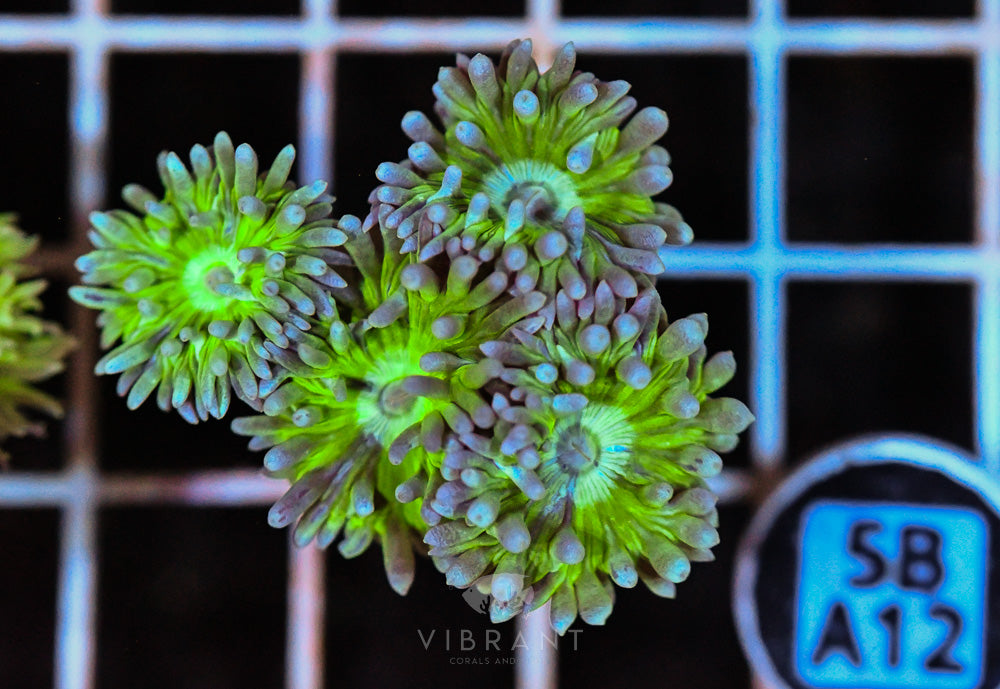 Duncan Polyp AUS