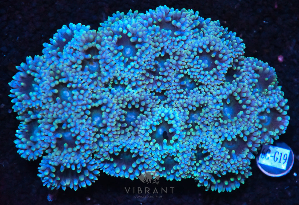 Duncan Polyps
