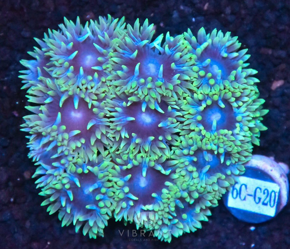 Duncan Polyps