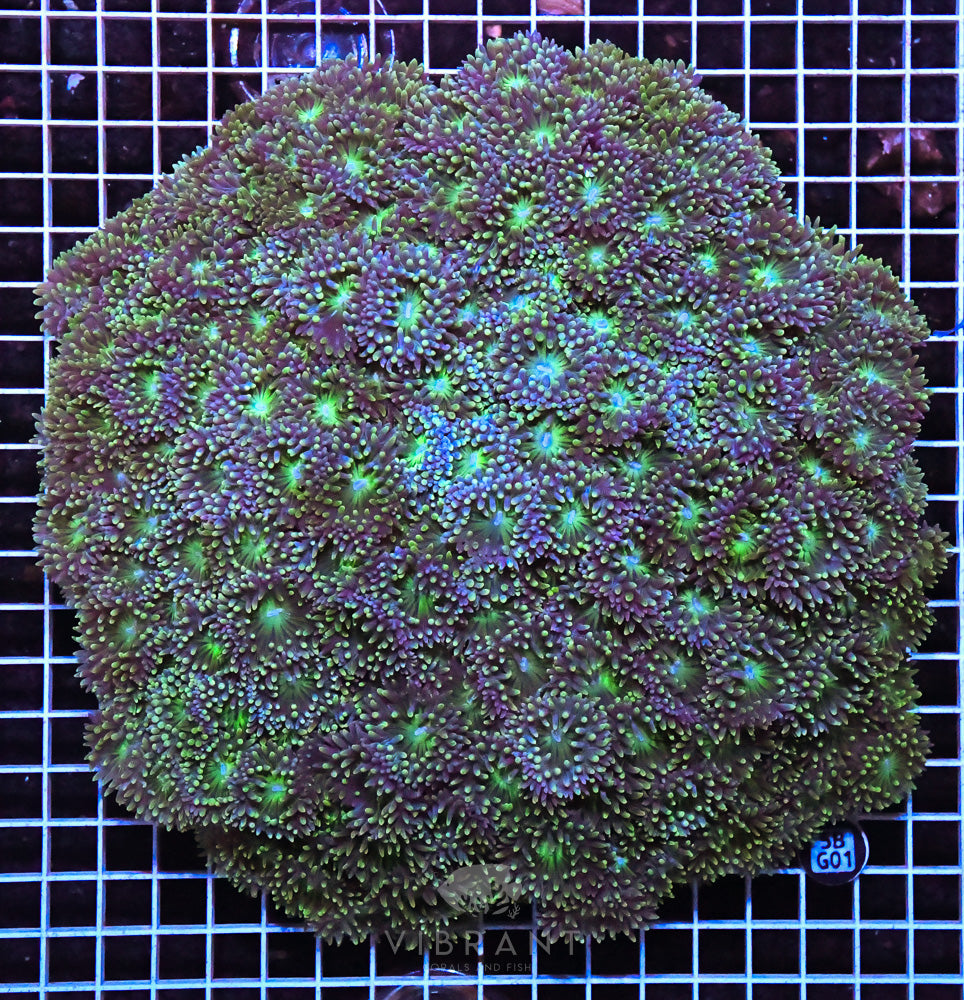 Duncan Colony SHOW PIECE