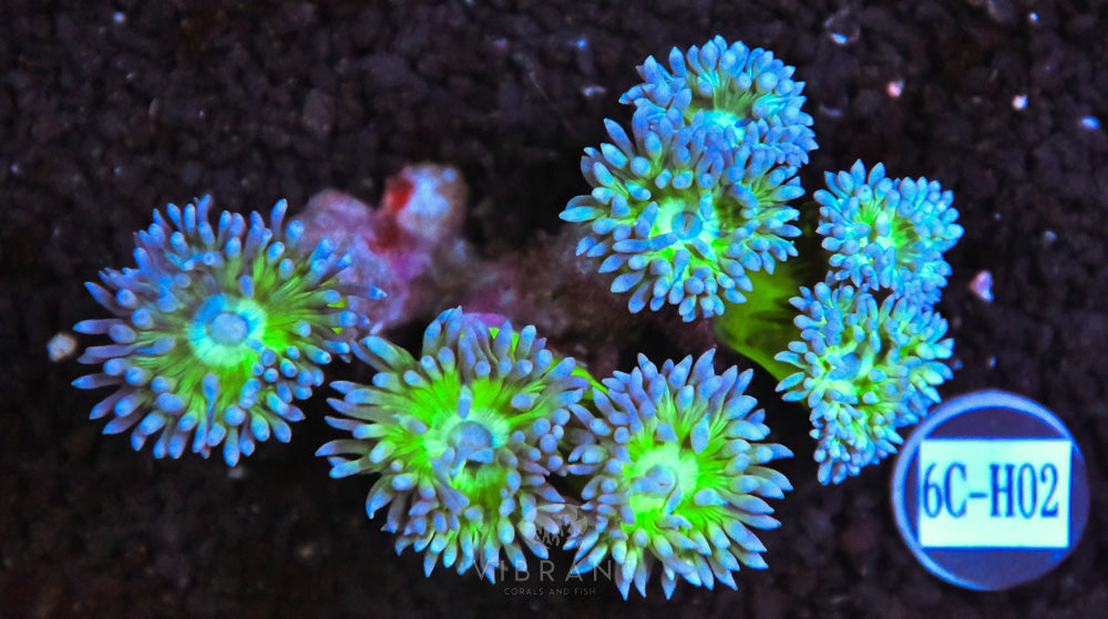 Duncan Colony AUS