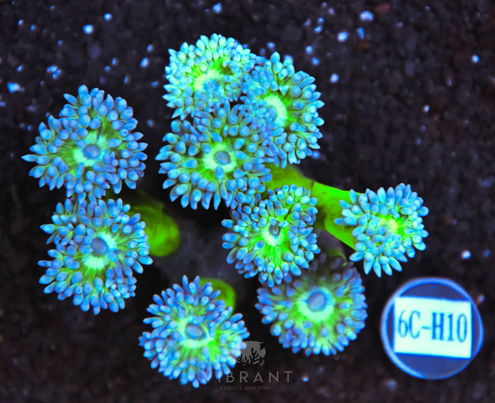 Duncan Colony AUS