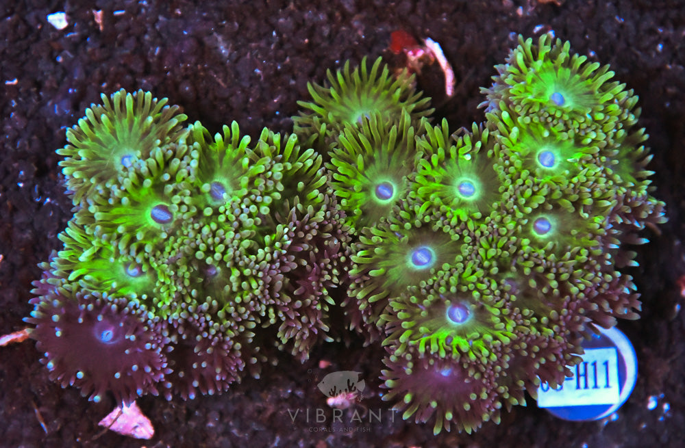 Duncan Colony AUS
