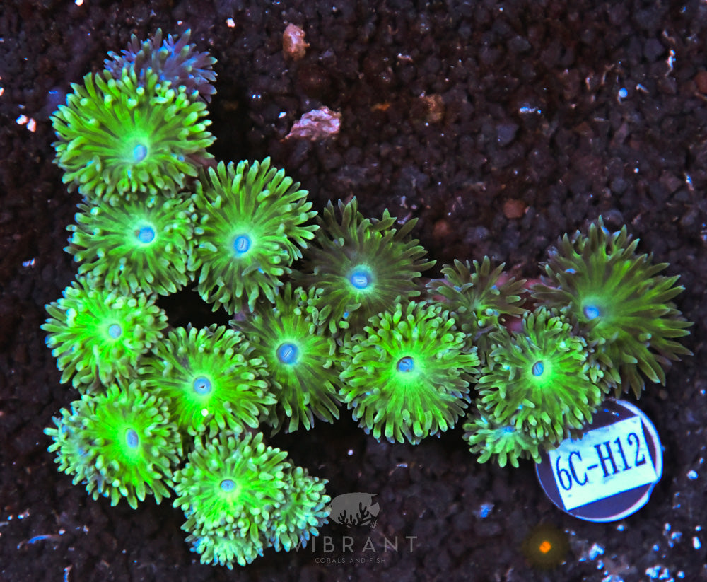 Duncan Colony AUS
