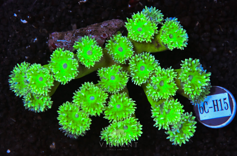 Duncan Colony AUS