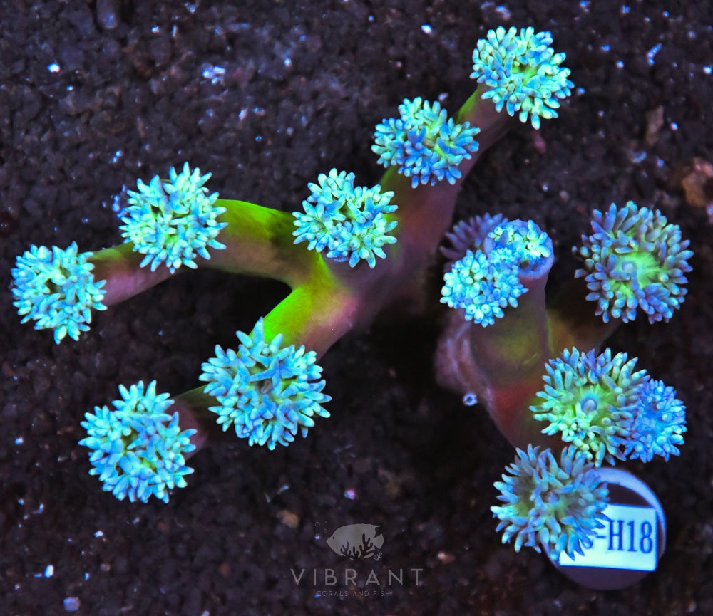 Duncan Colony AUS