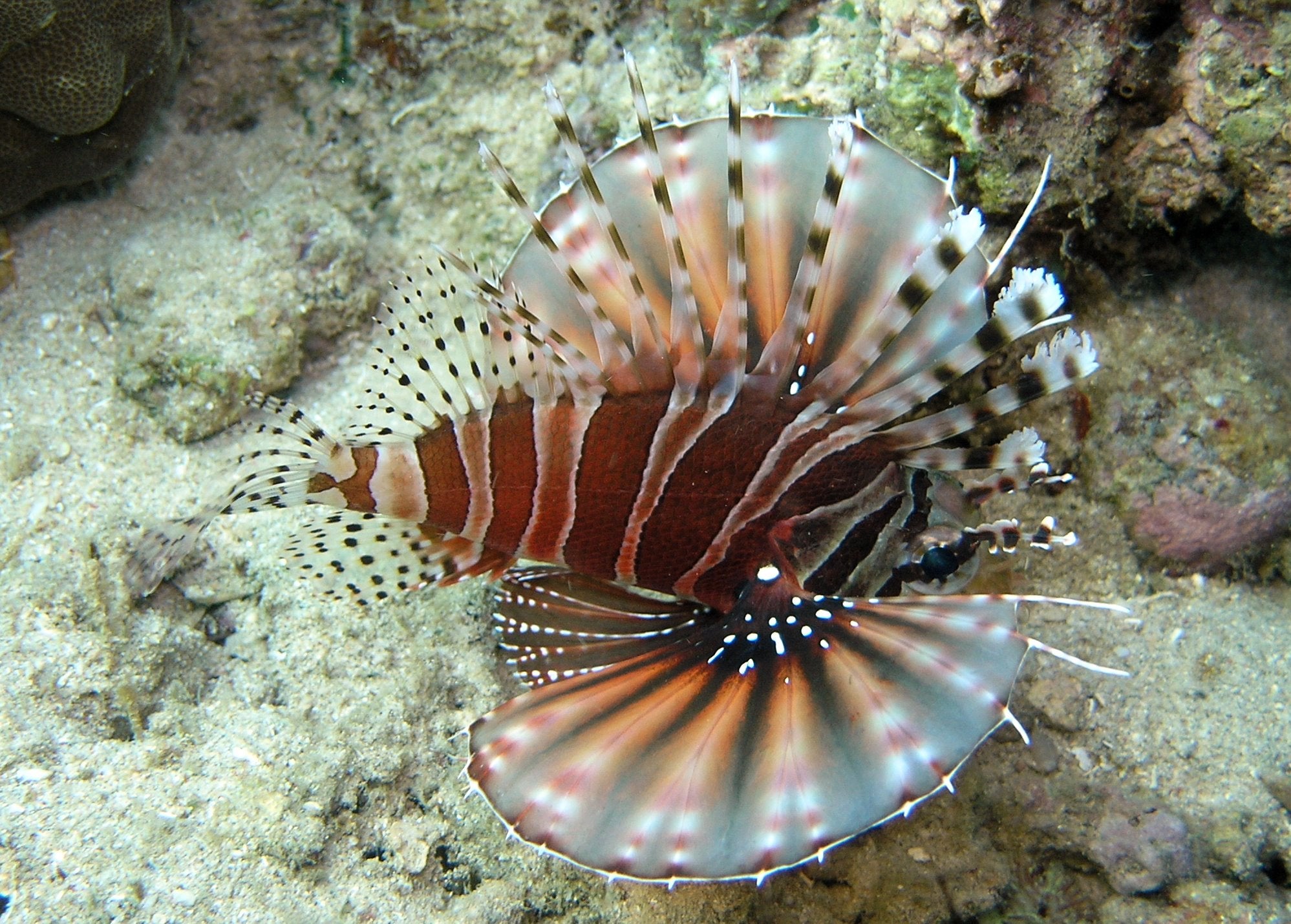 Dwarf Lionfish (Dendrochirus zebra)