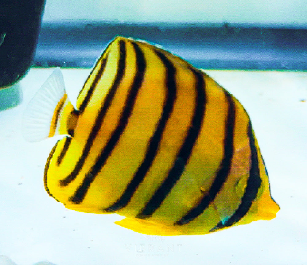 Eight Band Butterfly Fish 3” SAMPLE