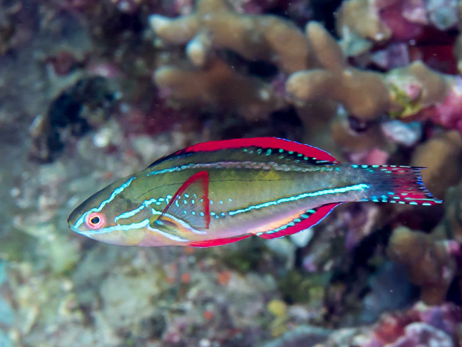 Exquisite Wrasse (Cirrhilabrus Exquisitus)