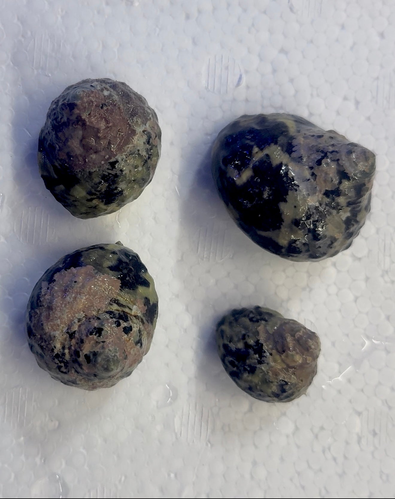Jumbo Mexican Turbo Snails (Turbo sp.) 10pk