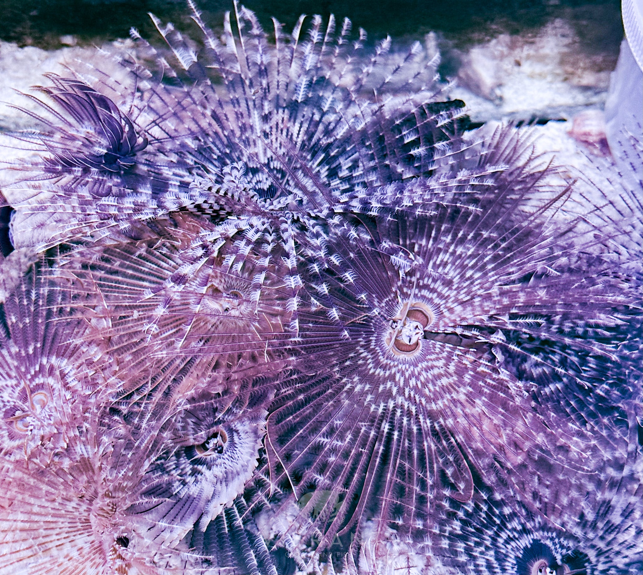 Feather Duster (Bispira variegata)