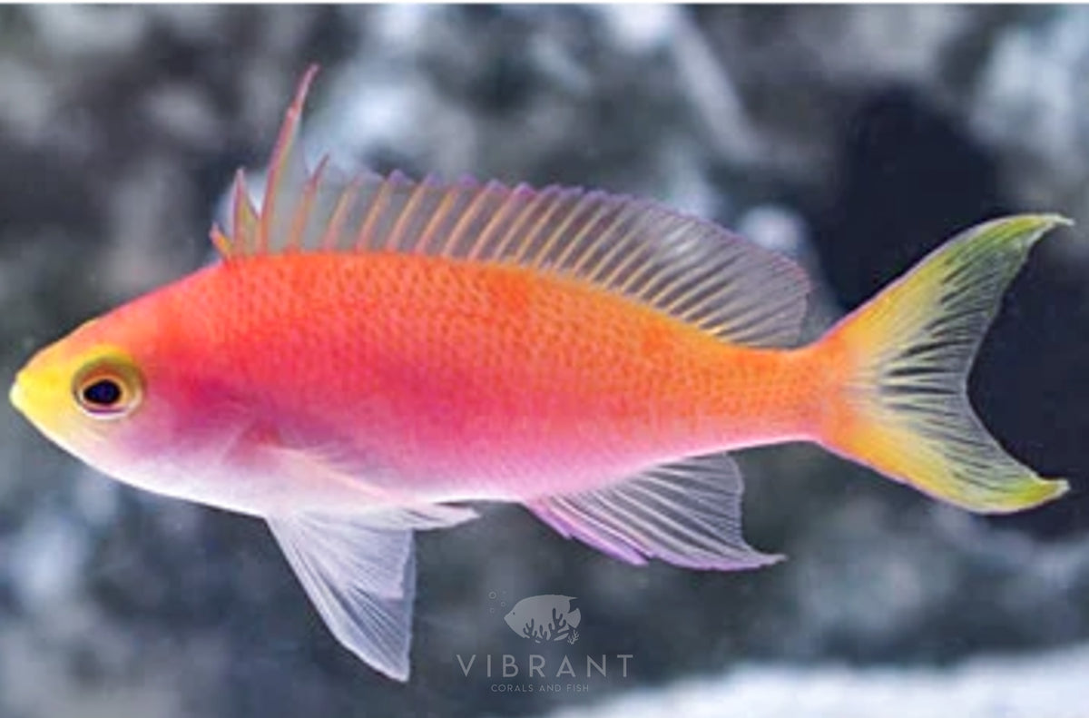 Randall Anthias Female (Pseudanthias randalli)