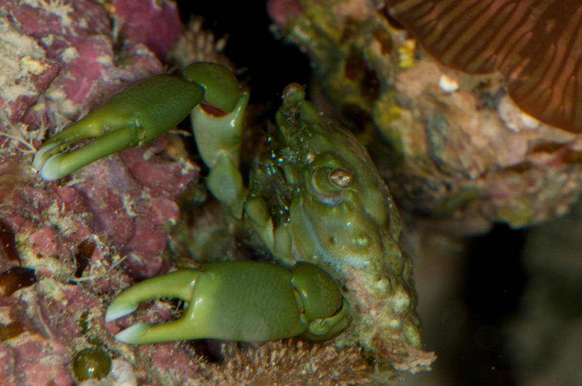Emerald Crabs (Mithraculus sculptus)