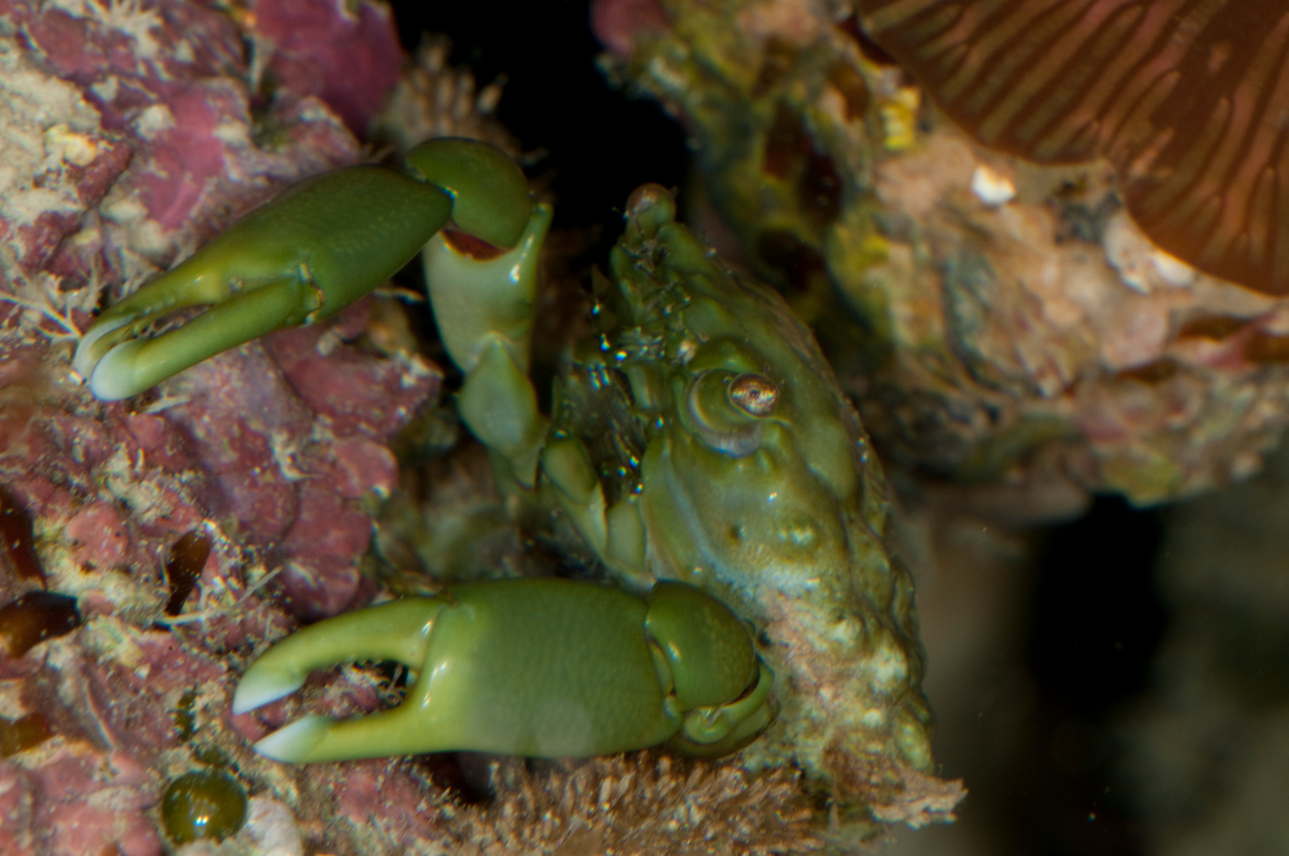 Emerald Crabs (Mithraculus sculptus)