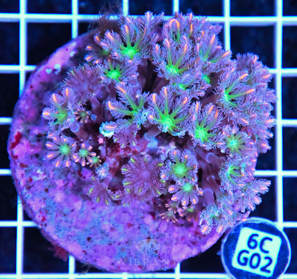 Firework Clove Polyp INDO
