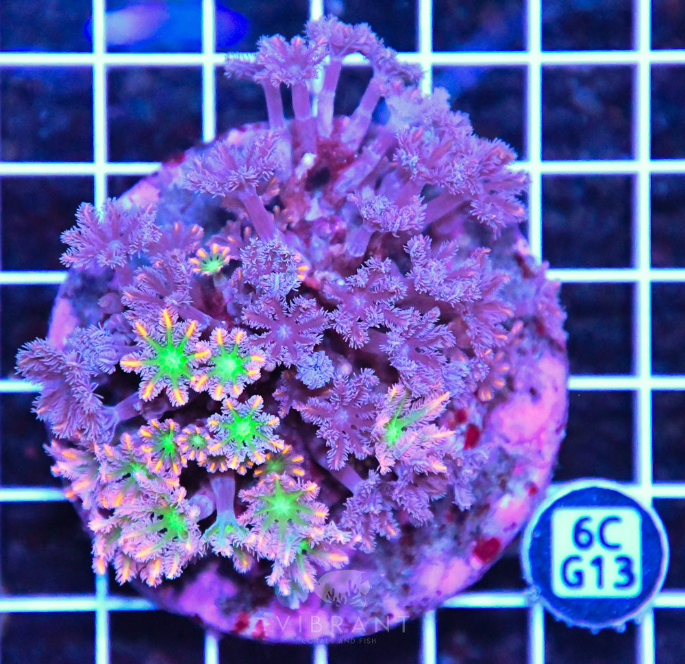 Firework Clove Polyp INDO