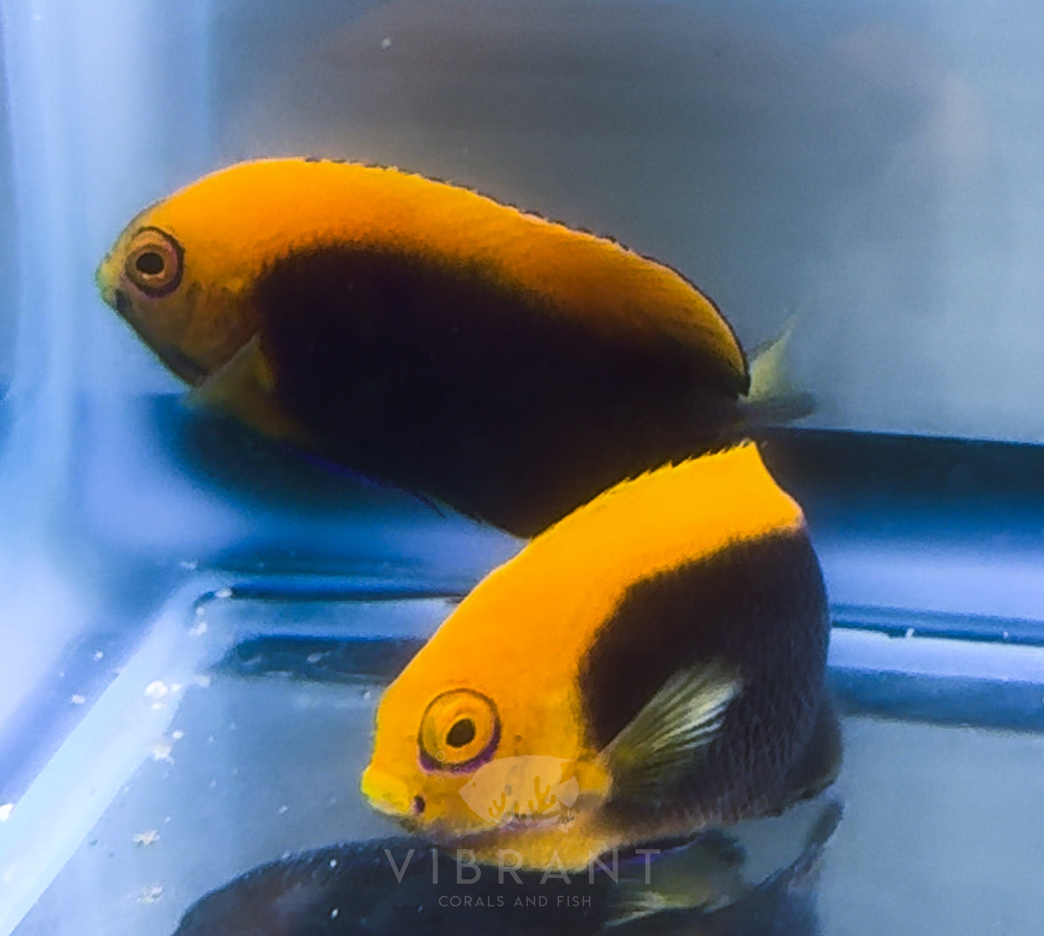 Flameback angelfish Sample 1-2"