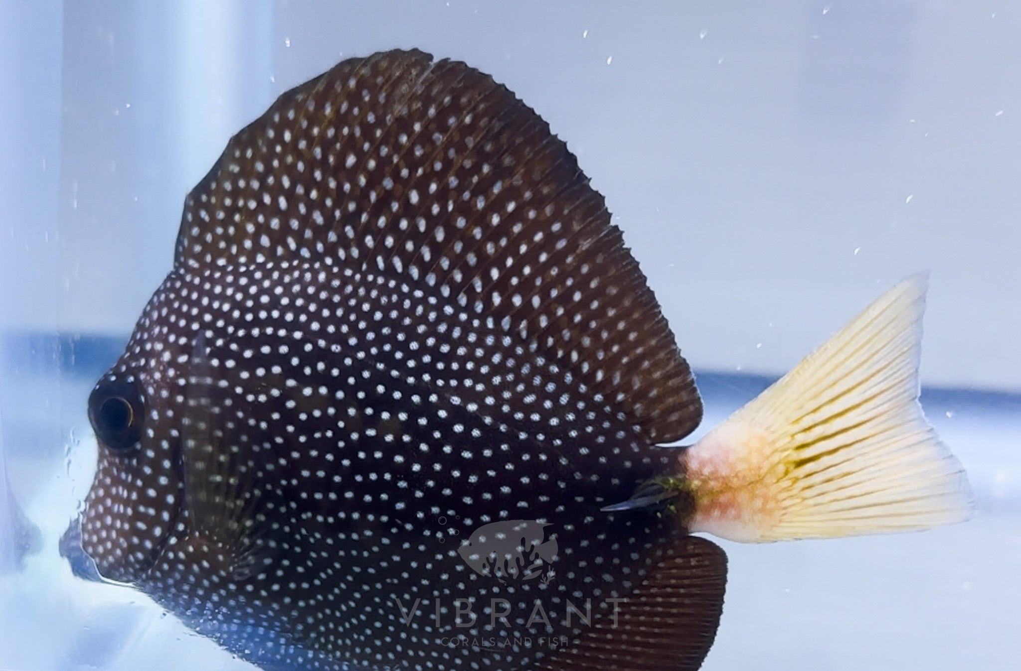 Gem Tang (Zebrasoma gemmatum)