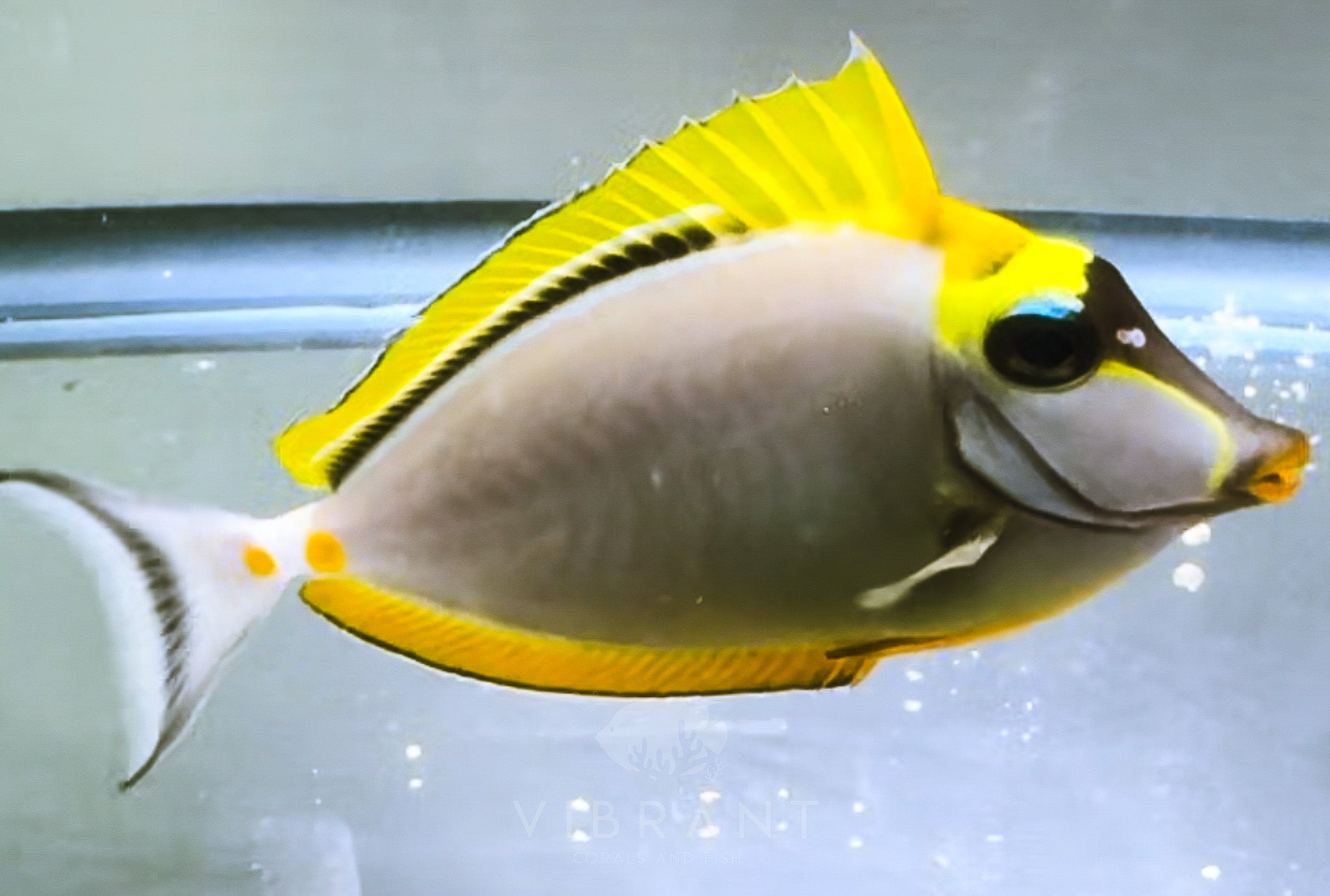 Naso Tang Fish Madagascar Sample 4"