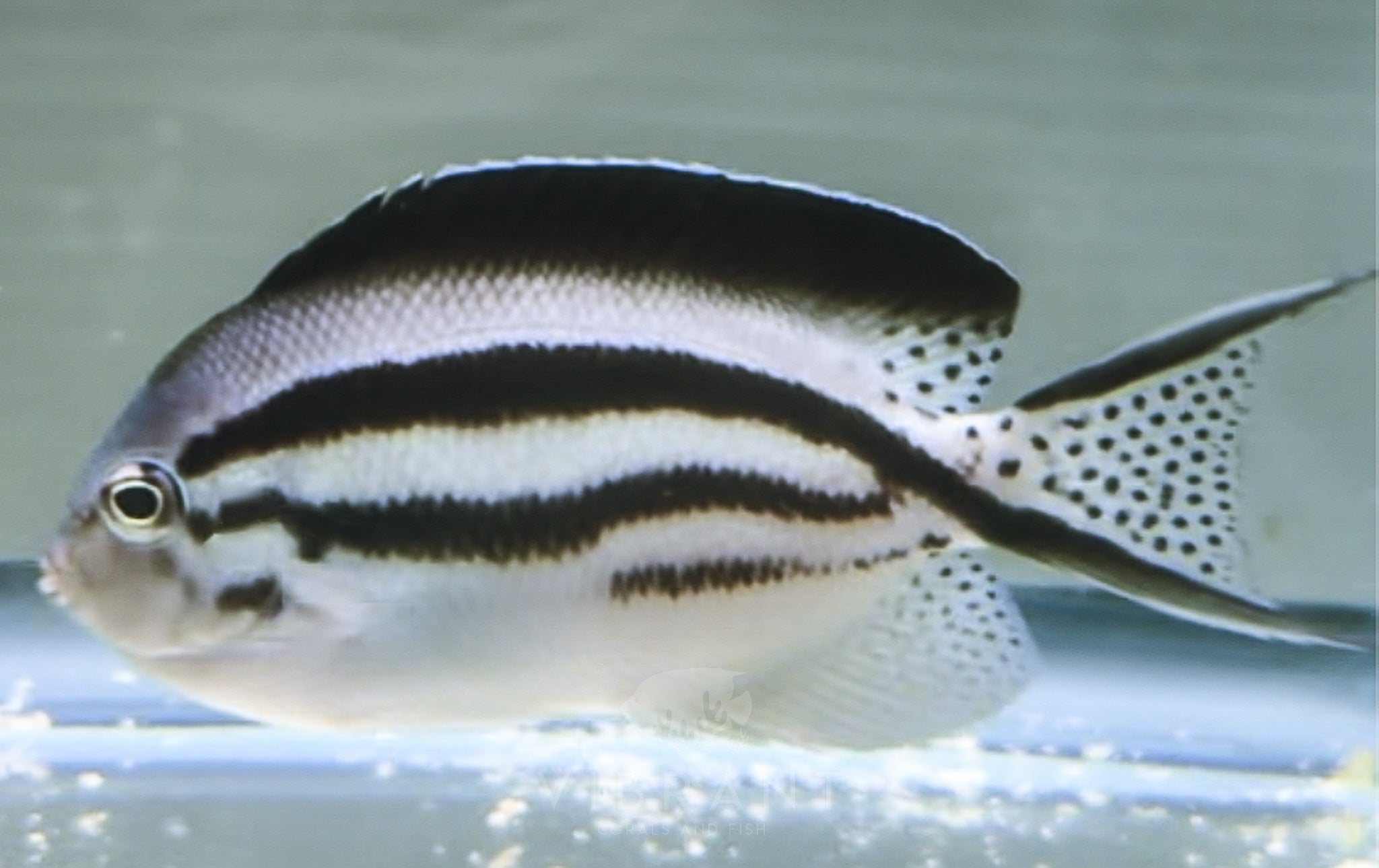 Lamarck's Angelfish, Female (Genicanthus lamarck) *Reef Safe*