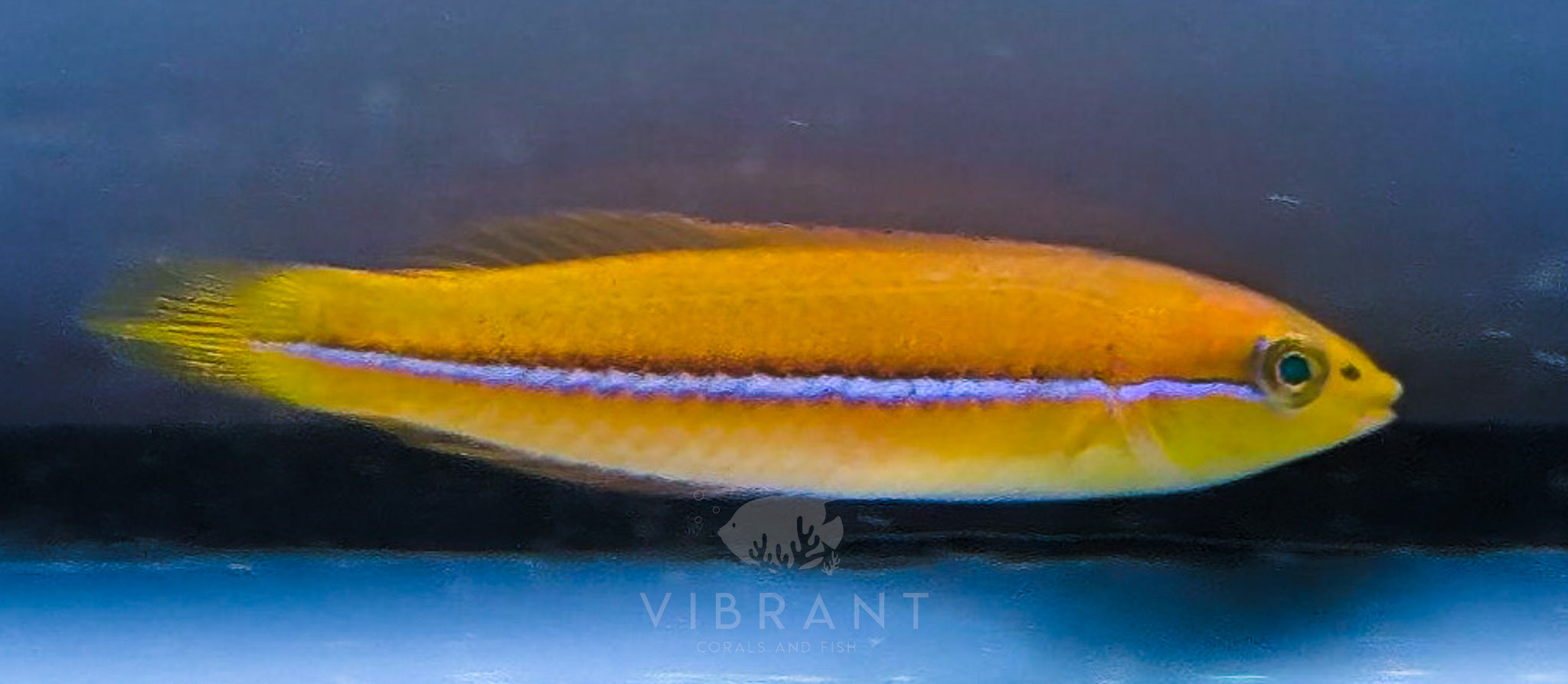 Yellowhead Wrasse Juv Fish sample