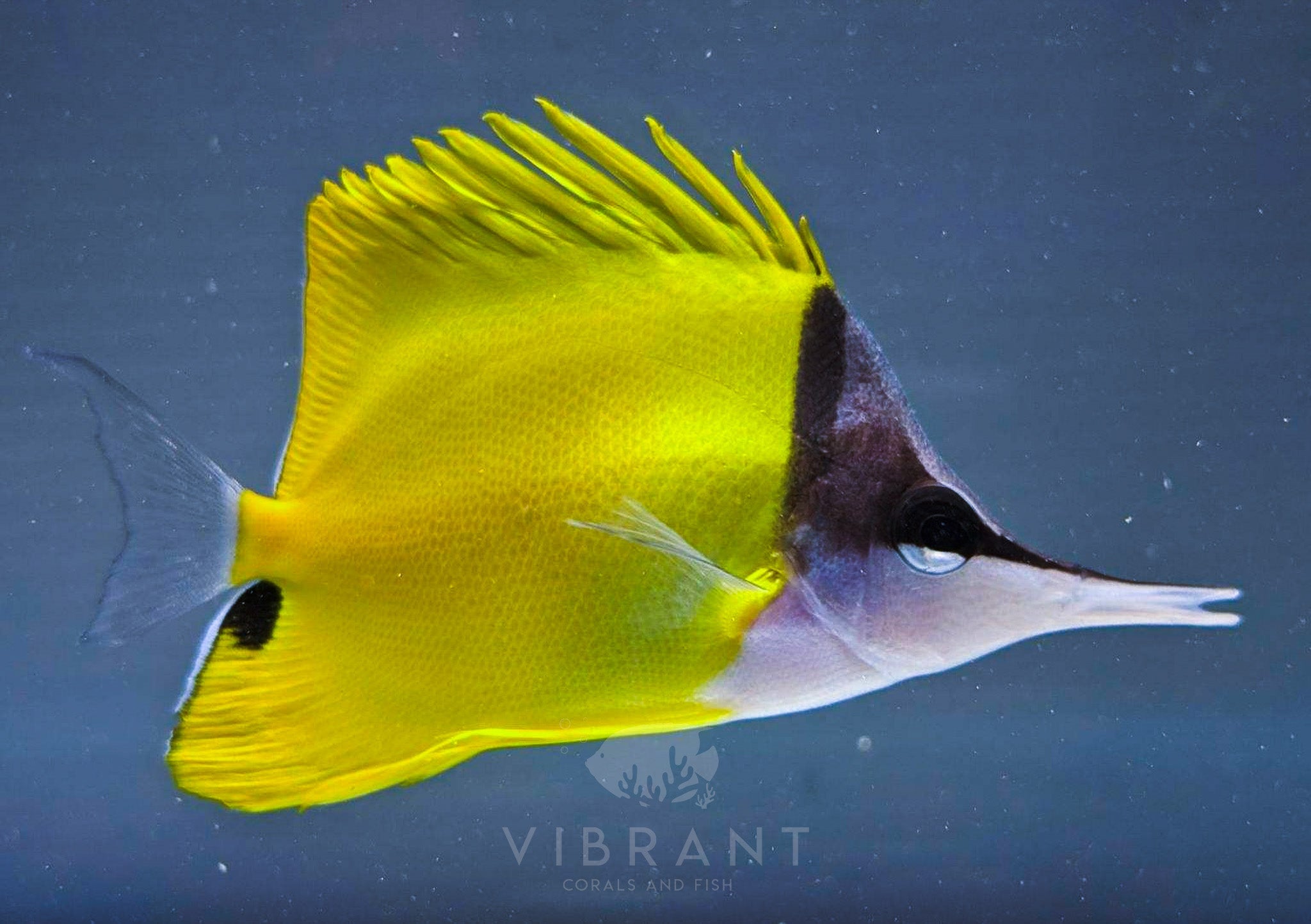 Longnose Butterfly Fish sample