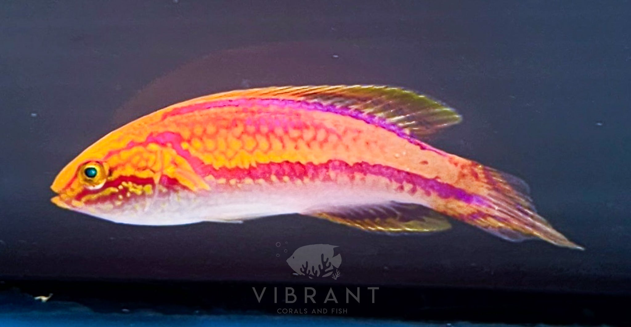 Pintail Fairy Wrasse M/L sample