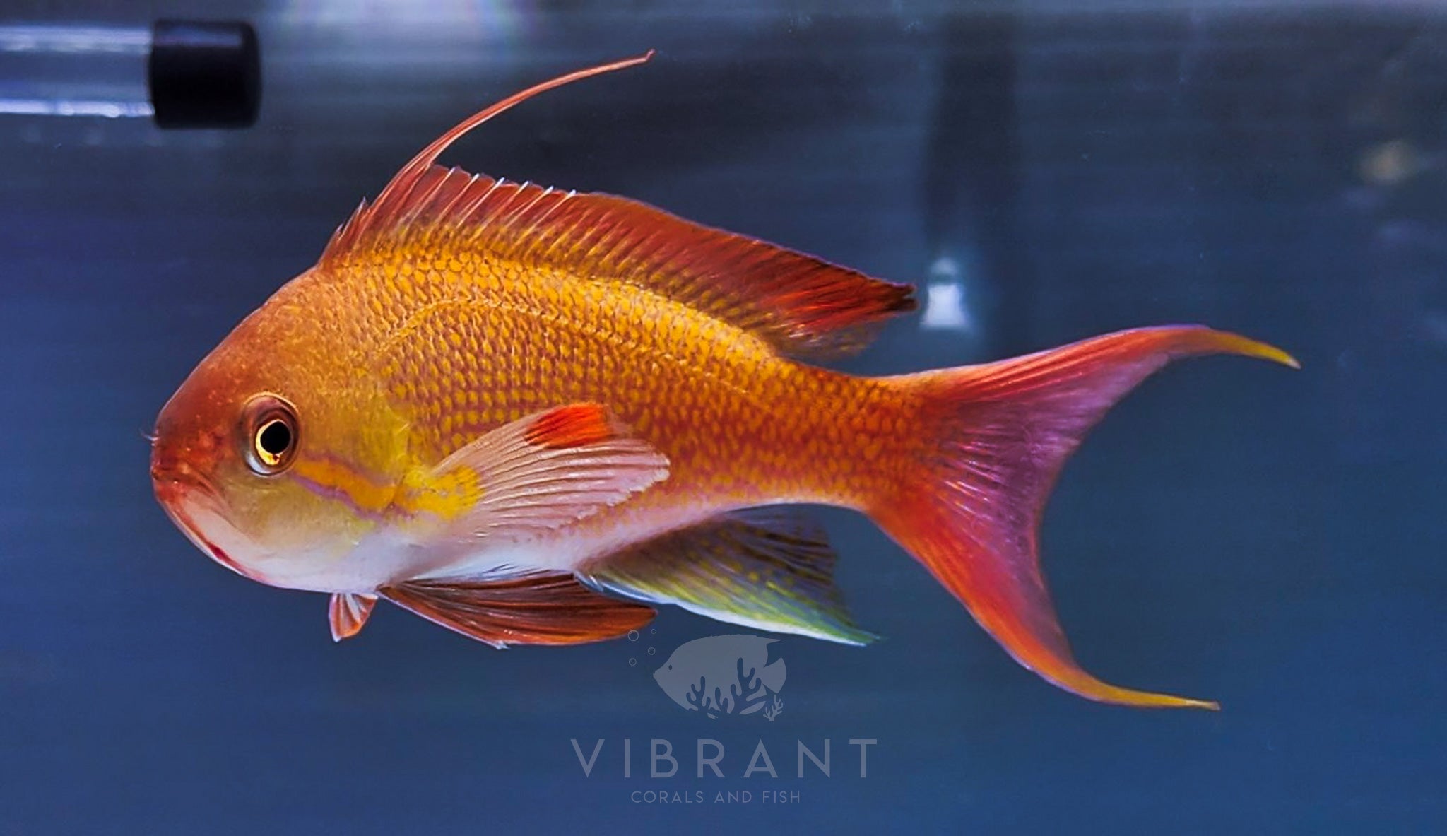 Japanese Nobilis Anthias - 1 Male, 5 Female Pack sample