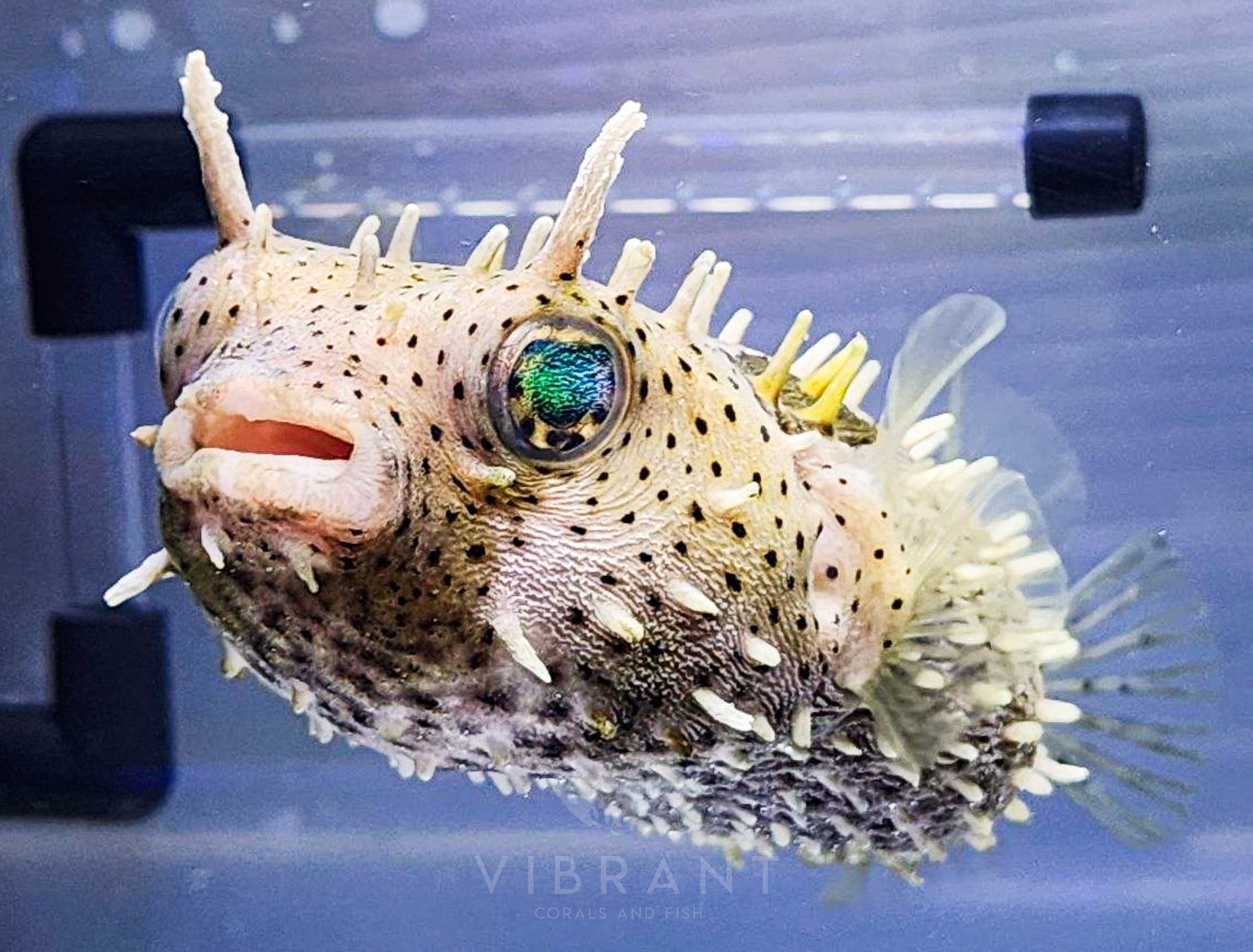 Caribbean Spiny Puffer sample