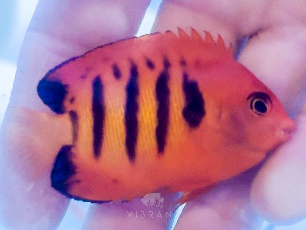 Flame Angelfish (Centropyge loricula)