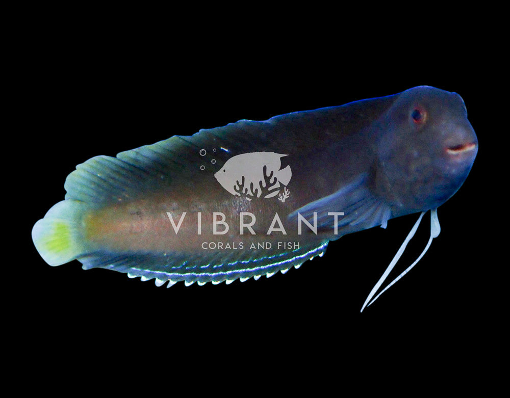 Yellow Tail Black Blenny (Enchelyurus flavipes)