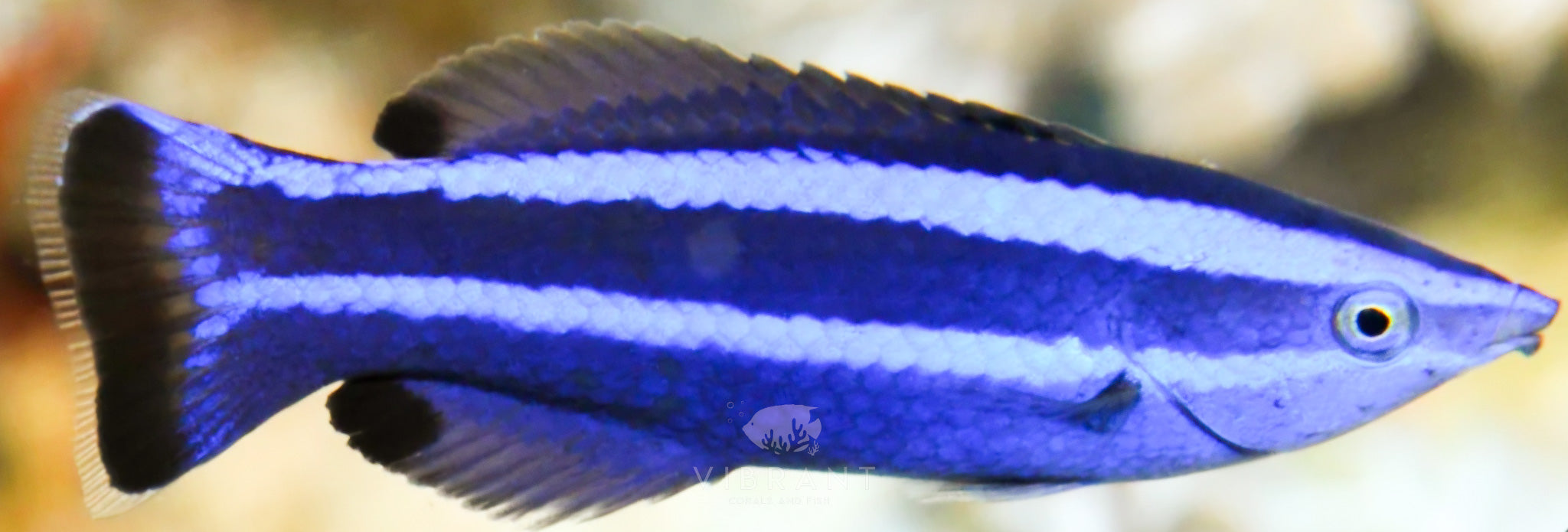 Four Line Cleaner Wrasse (Larabicus quadrilineatus)