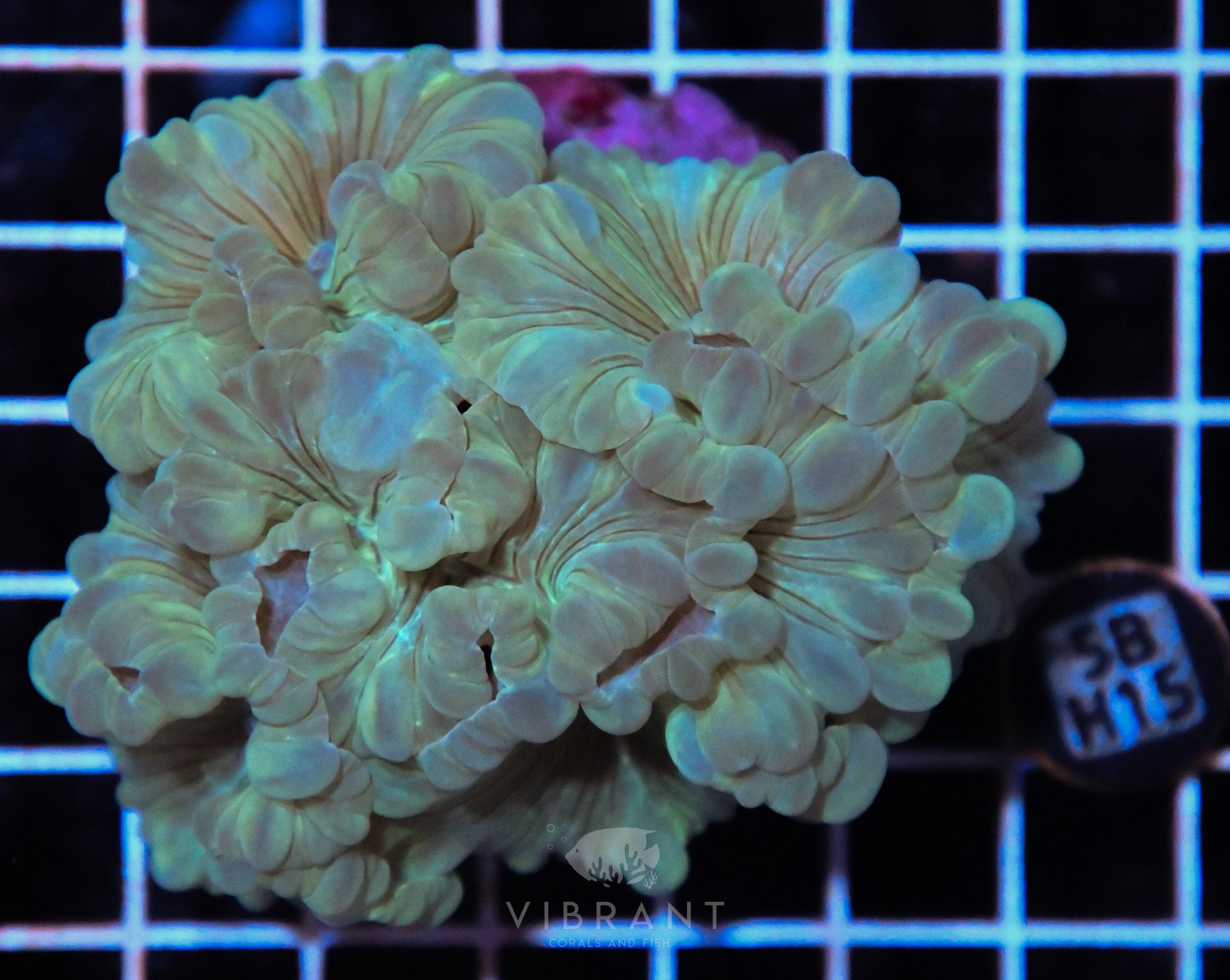Fox Coral INDO