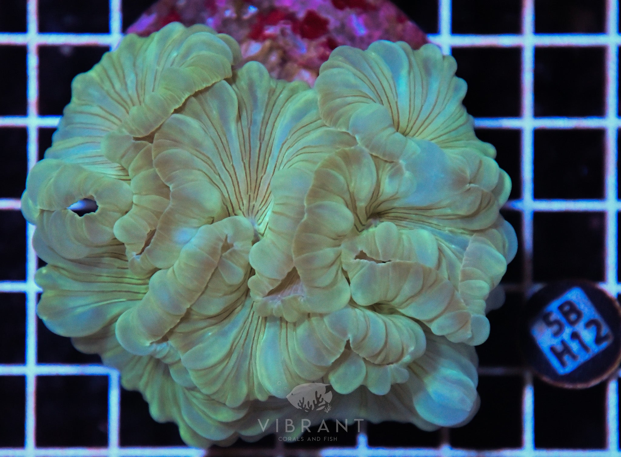 Foc Coral INDO