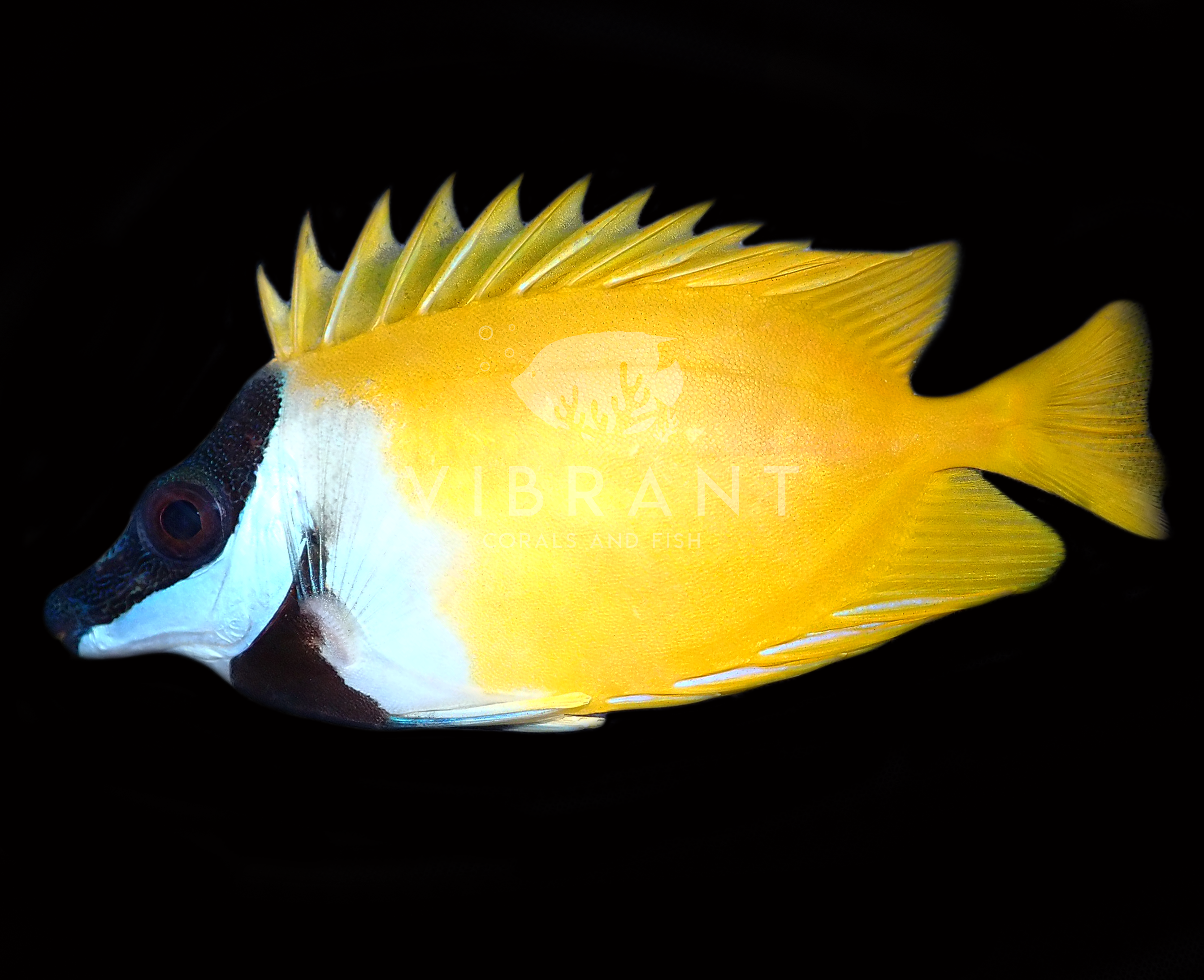 Foxface (Siganus vulpinus)
