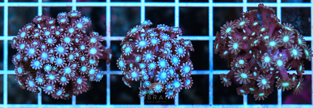 Frag Alveopora Branching Pack 3pc SOL-SAMPLE