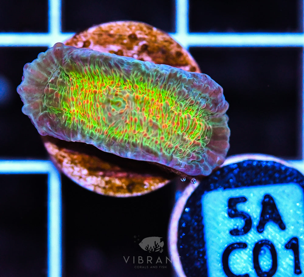 Frag Aquaculture