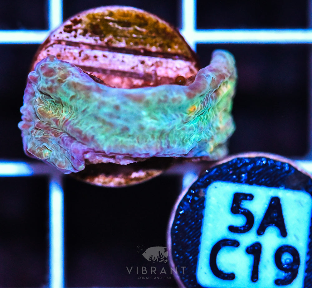 Frag Aquaculture